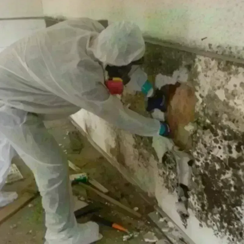 Mold Remediation and Removal in De Witt, IA